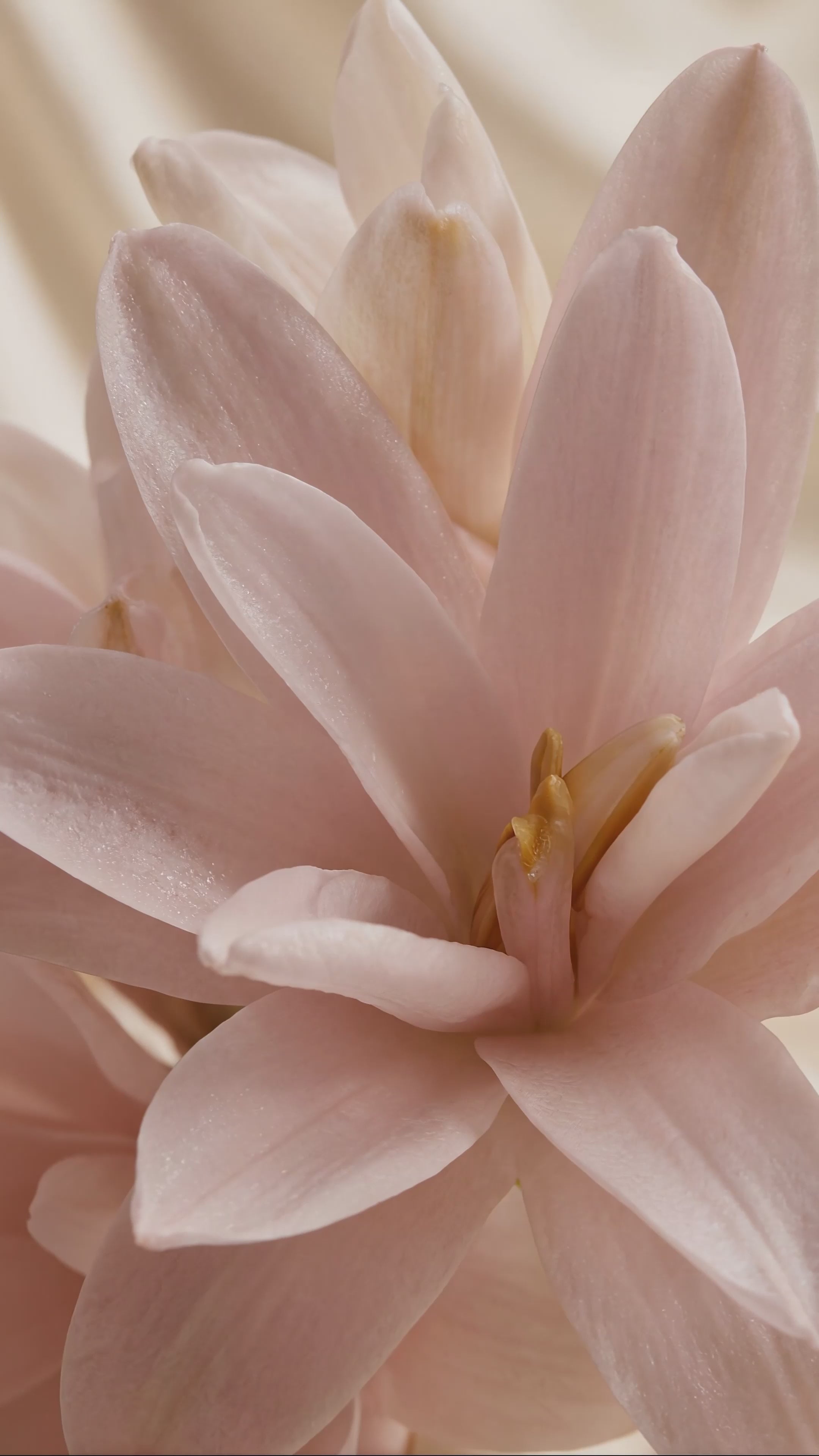 Essentials Pour Femme Eau De Parfum - 80ml